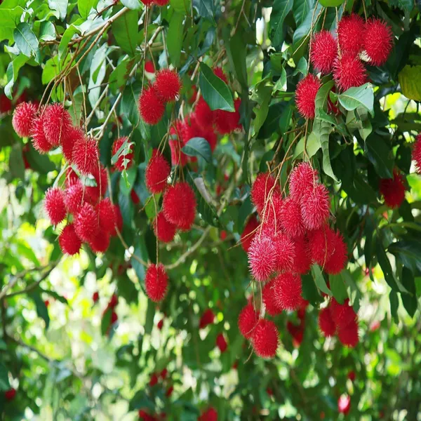 Kg10_Rambutan_Grafted_Fruit_Plant