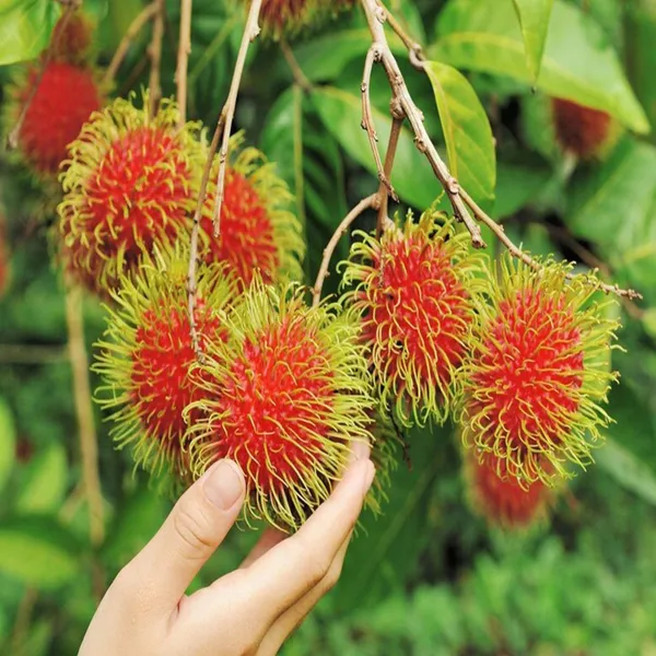 Kg10_Rambutan_Grafted_Fruit_Plant