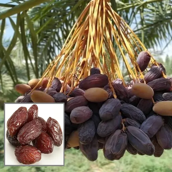 Deglet_Noor_Dates_Palm_Arabian_Khurma_Khajur_Dwarf_Fruit_Plant