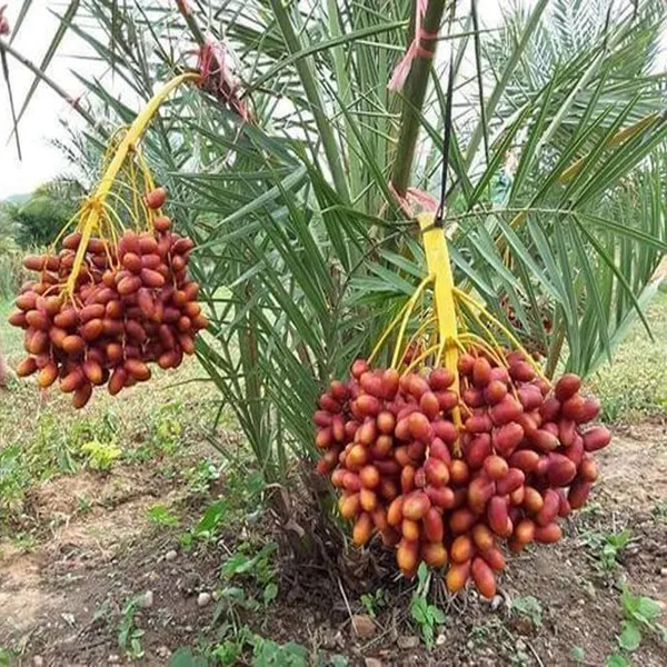 Deglet_Noor_Dates_Palm_Arabian_Khurma_Khajur_Dwarf_Fruit_Plant