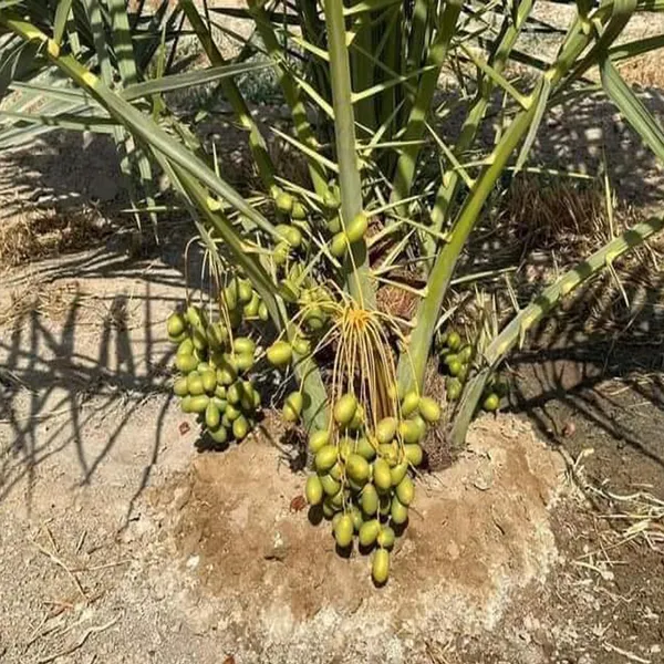 Deglet_Noor_Dates_Palm_Arabian_Khurma_Khajur_Dwarf_Fruit_Plant