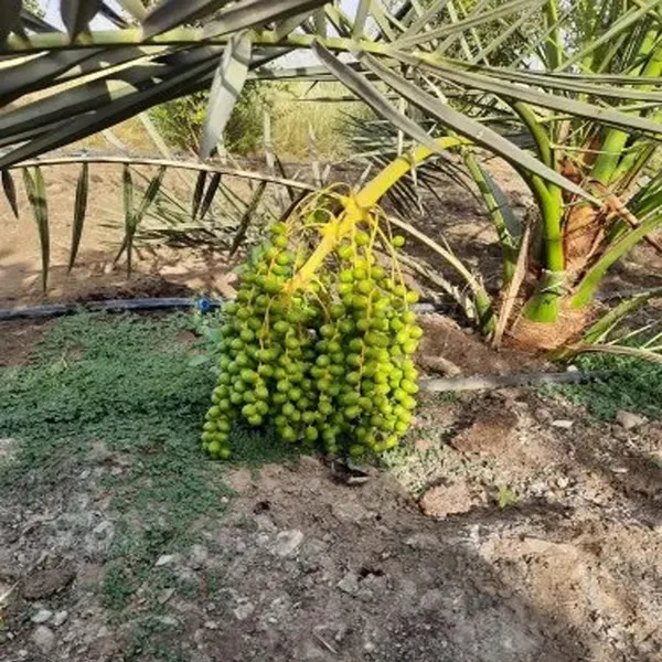 Deglet_Noor_Dates_Palm_Arabian_Khurma_Khajur_Dwarf_Fruit_Plant
