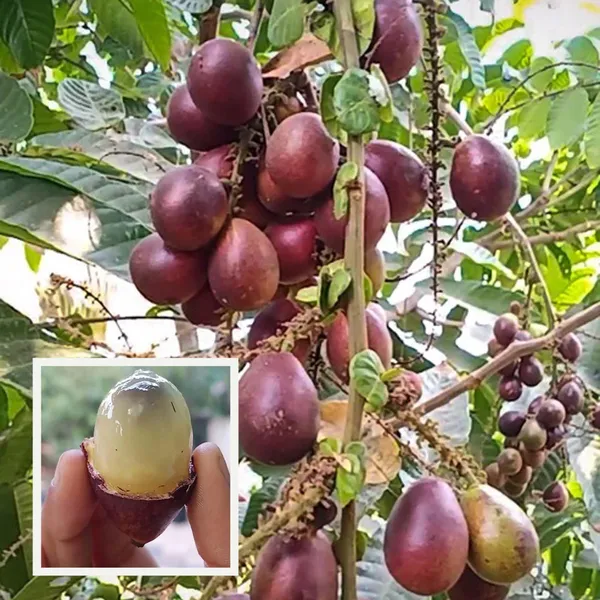 Purple_Matoa_Fruit_Plant