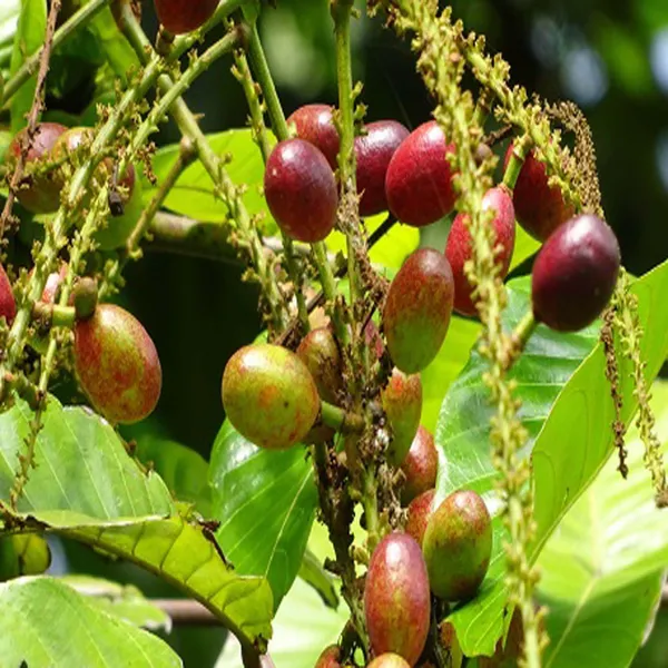 Purple_Matoa_Fruit_Plant