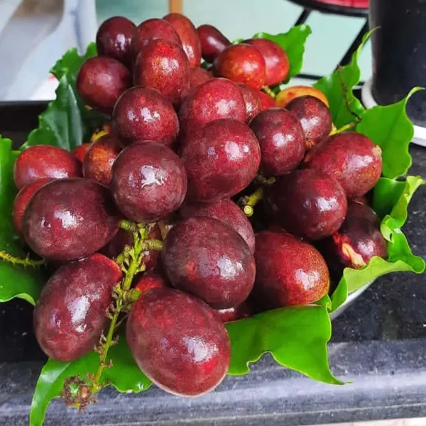 Purple_Matoa_Fruit_Plant