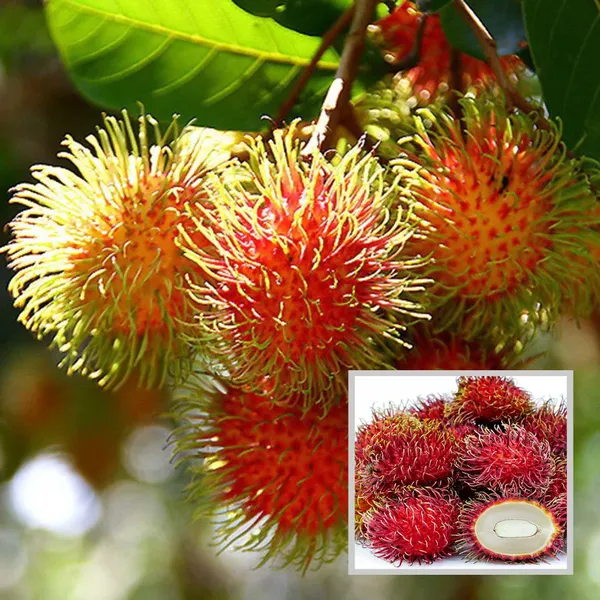 Schoolboy_Rambutan_Grafted_Fruit_Plant