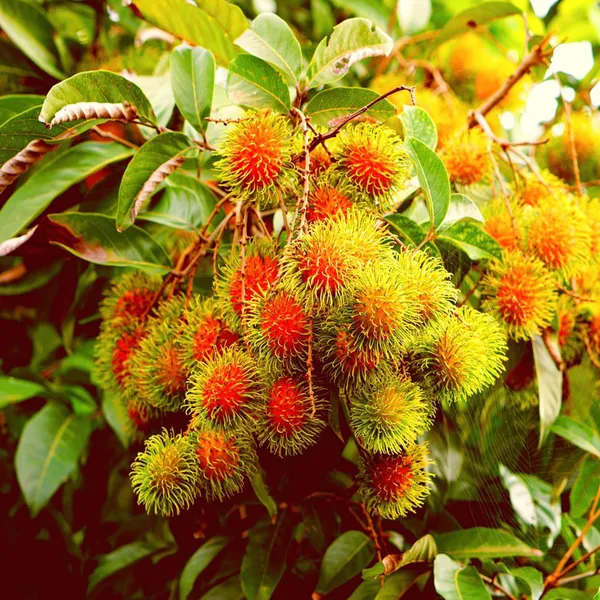 Schoolboy_Rambutan_Grafted_Fruit_Plant