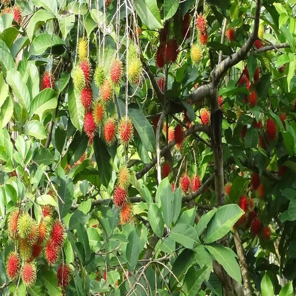 Schoolboy_Rambutan_Grafted_Fruit_Plant