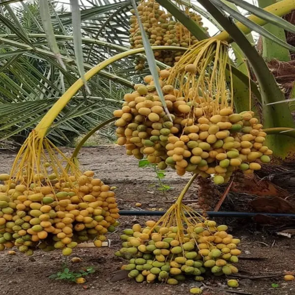 Ajwa_Dates_Palm_Arabian_Khurma_Khajur_Dwarf_Fruit_Plant