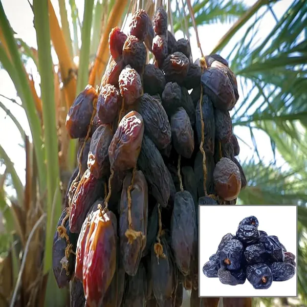 Ajwa_Dates_Palm_Arabian_Khurma_Khajur_Dwarf_Fruit_Plant