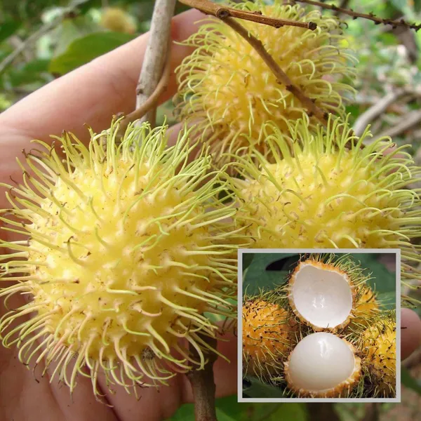 E35_Rambutan_Grafted_Fruit_Plant