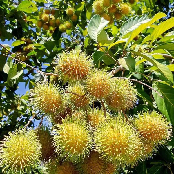 E35_Rambutan_Grafted_Fruit_Plant
