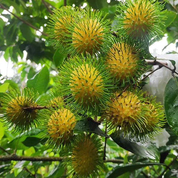 E35_Rambutan_Grafted_Fruit_Plant