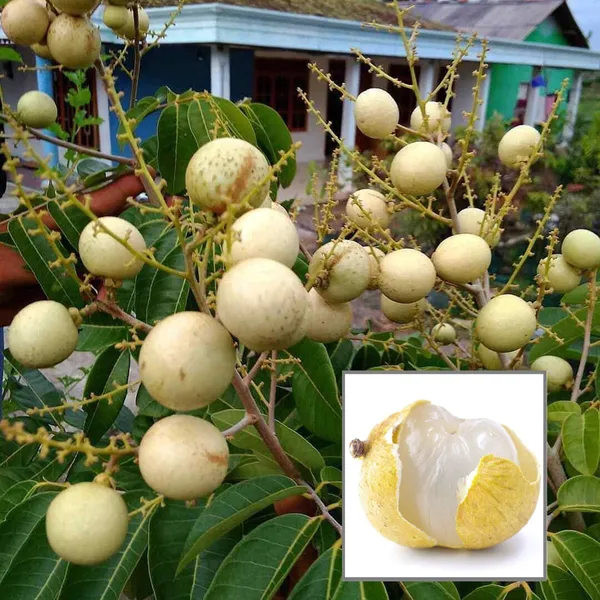 Snow_White_Dragon_Eye_Longan_Grafted_Fruit_Plant