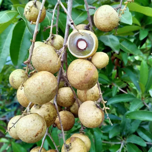 Snow_White_Dragon_Eye_Longan_Grafted_Fruit_Plant