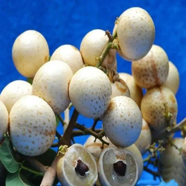 Snow_White_Dragon_Eye_Longan_Grafted_Fruit_Plant