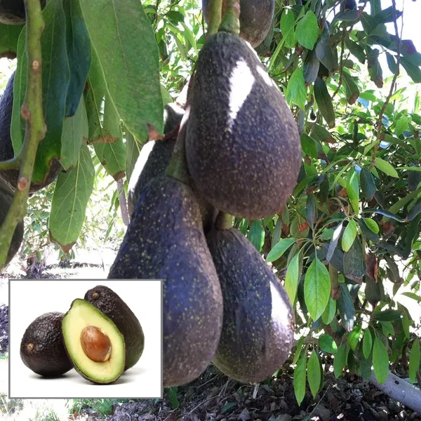 Lamb_Hass_Avocado_Butter_Fruit_Grafted_Plant