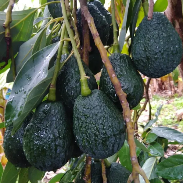 Lamb_Hass_Avocado_Butter_Fruit_Grafted_Plant