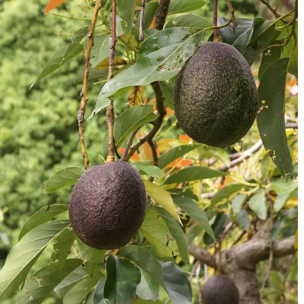 Lamb_Hass_Avocado_Butter_Fruit_Grafted_Plant