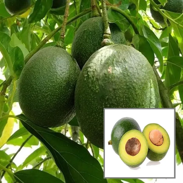 Monroe_Round_Avocado_Butter_Fruit_Grafted_Plant