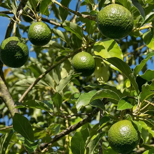 Monroe_Round_Avocado_Butter_Fruit_Grafted_Plant