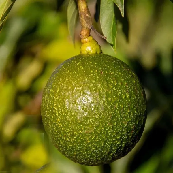 Monroe_Round_Avocado_Butter_Fruit_Grafted_Plant