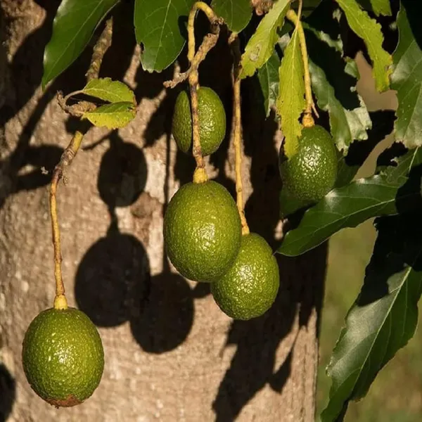 Monroe_Round_Avocado_Butter_Fruit_Grafted_Plant