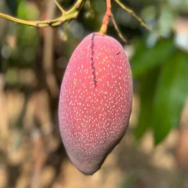Xi_Shi_11_Shi_Mango_Aam_Grafted_Fruit_Plant