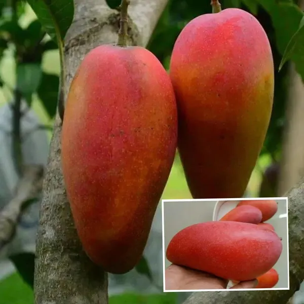 Xi_Shi_11_Shi_Mango_Aam_Grafted_Fruit_Plant