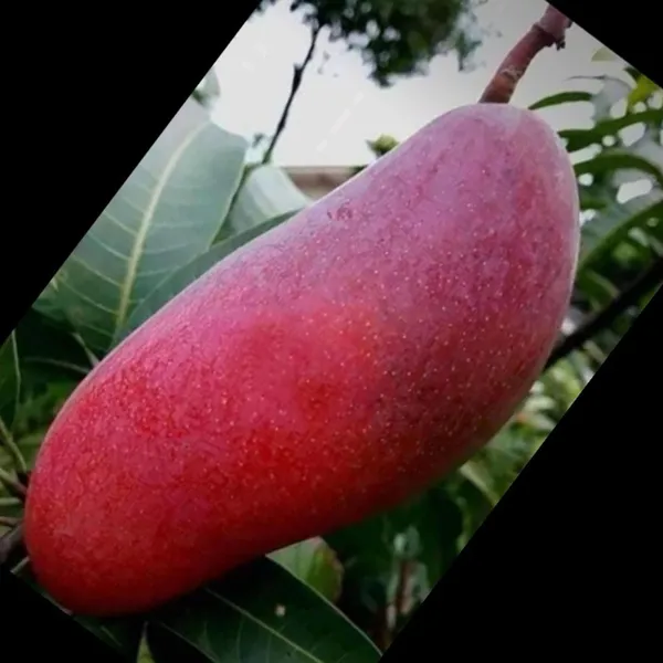 Xi_Shi_11_Shi_Mango_Aam_Grafted_Fruit_Plant