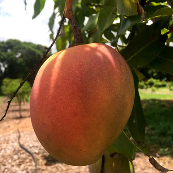 Hong_Zhu_Mango_Aam_Grafted_Fruit_Plant