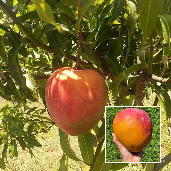 Hong_Zhu_Mango_Aam_Grafted_Fruit_Plant