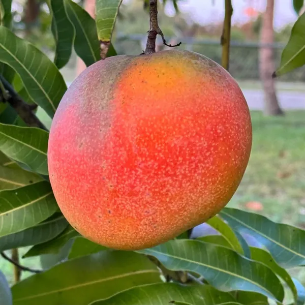 Hong_Zhu_Mango_Aam_Grafted_Fruit_Plant