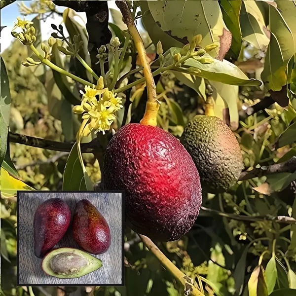 Miami_Red_Avocado_Butter_Fruit_Grafted_Plant