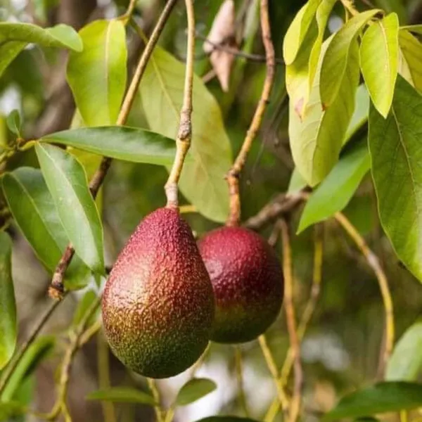 Miami_Red_Avocado_Butter_Fruit_Grafted_Plant
