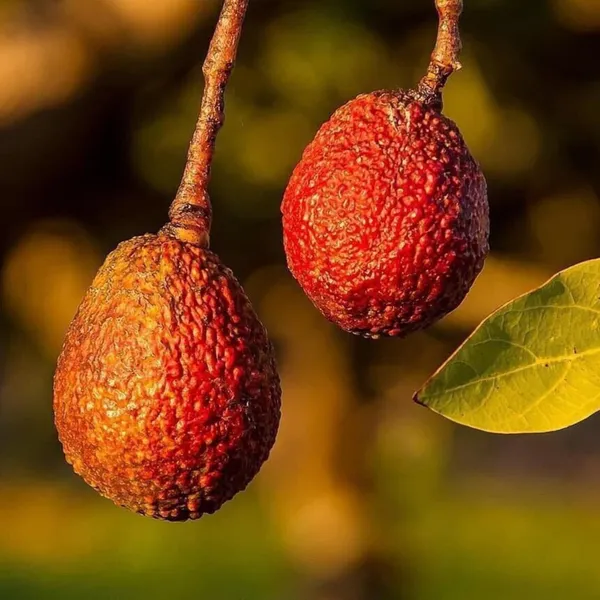 Miami_Red_Avocado_Butter_Fruit_Grafted_Plant