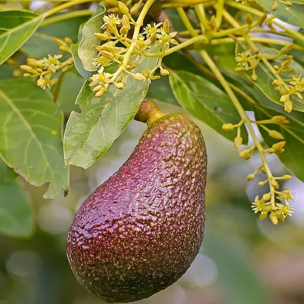 Miami_Red_Avocado_Butter_Fruit_Grafted_Plant