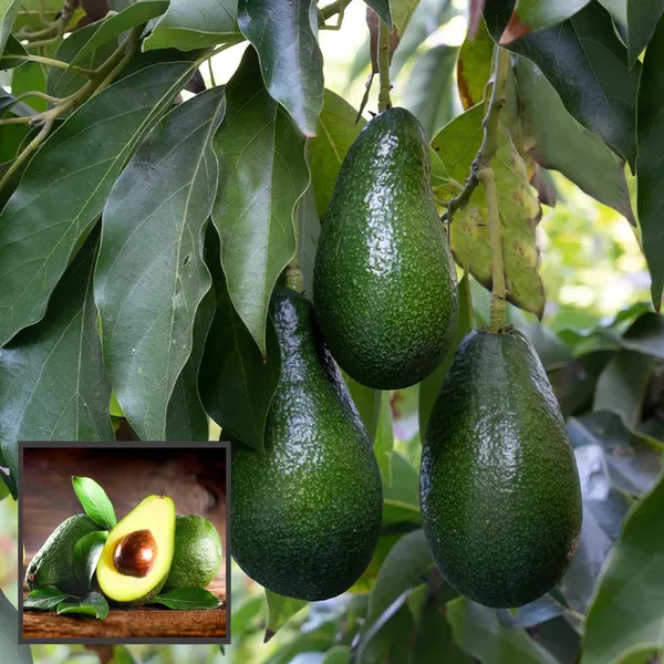 Hass_Avocado_Butter_Fruit_Grafted_Plant
