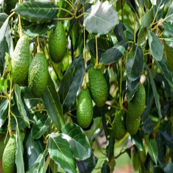 Hass_Avocado_Butter_Fruit_Grafted_Plant