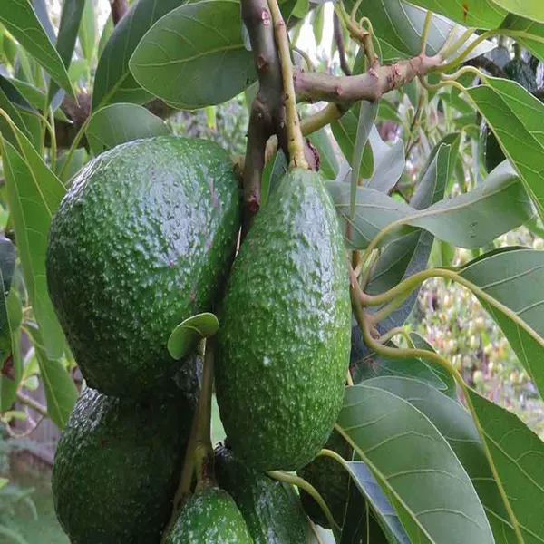 Hass_Avocado_Butter_Fruit_Grafted_Plant