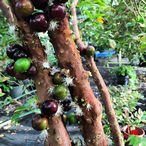Grimal_Jaboticaba_Fruit_Plant