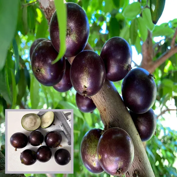 Grimal_Jaboticaba_Fruit_Plant