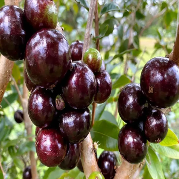 Grimal_Jaboticaba_Fruit_Plant