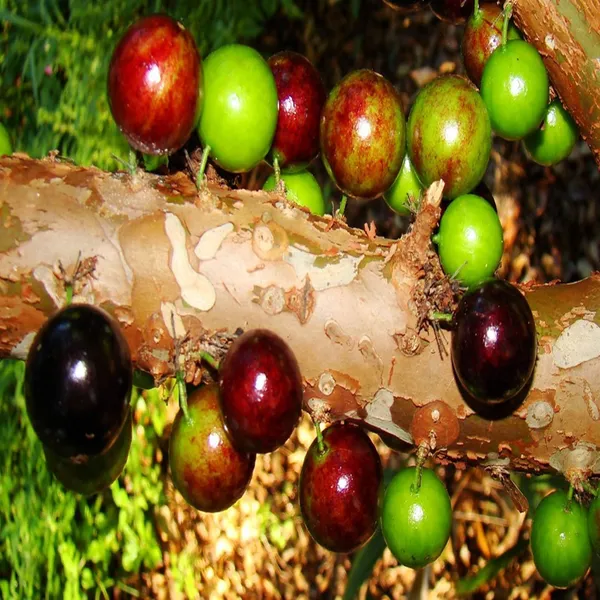 Grimal_Jaboticaba_Fruit_Plant