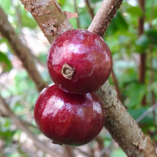 Escarlate_Jaboticaba_Fruit_Plant