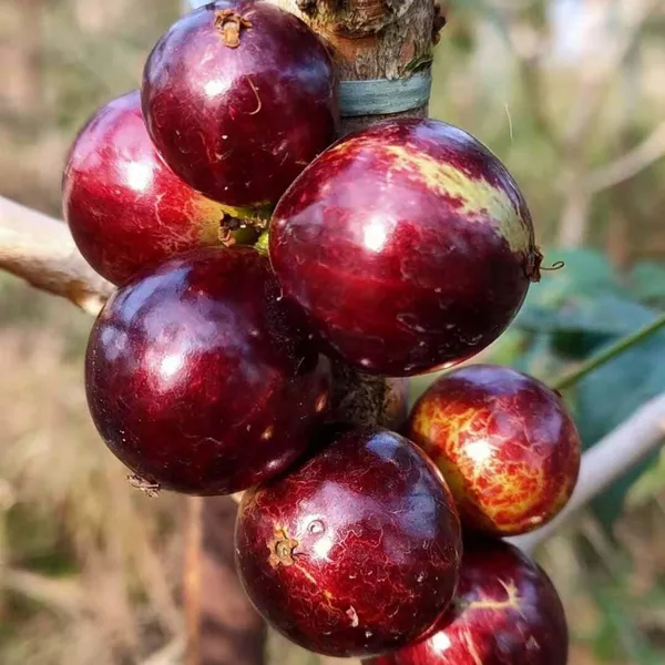Escarlate_Jaboticaba_Fruit_Plant