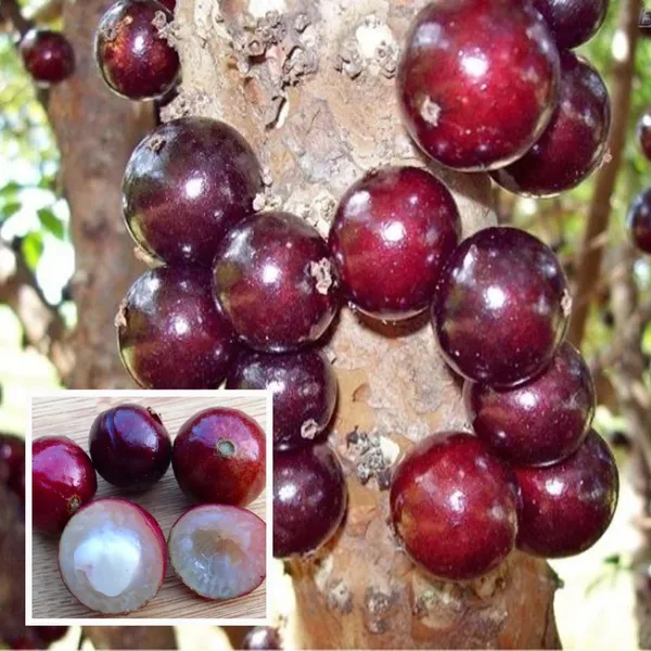 Escarlate_Jaboticaba_Fruit_Plant