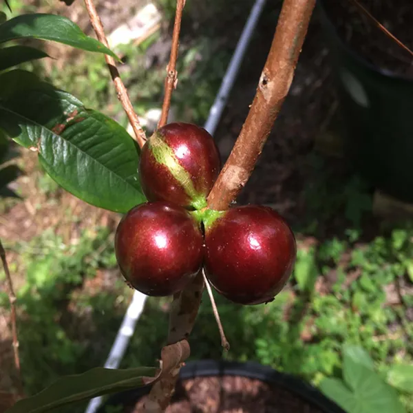 Escarlate_Jaboticaba_Fruit_Plant