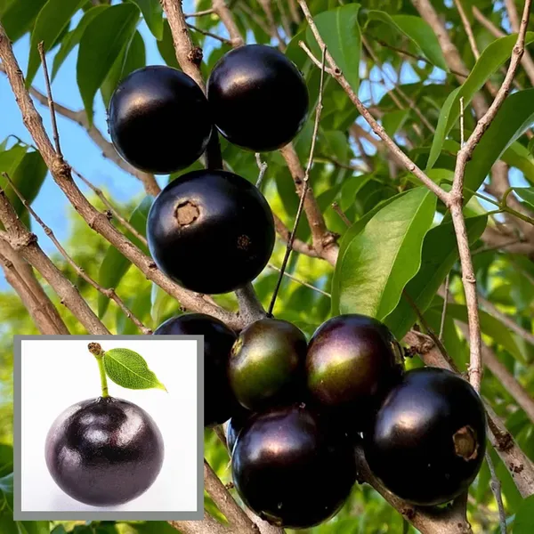 Oblongata_Jaboticaba_Fruit_Plant
