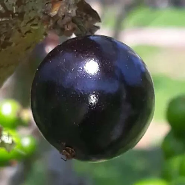 Oblongata_Jaboticaba_Fruit_Plant